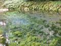 熊本県 川 水草・海藻